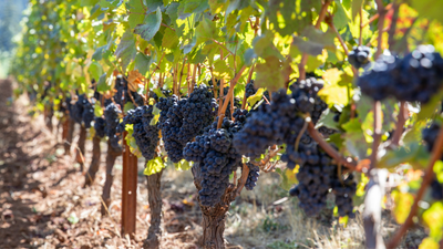 Are All Pinot Noirs the Same?