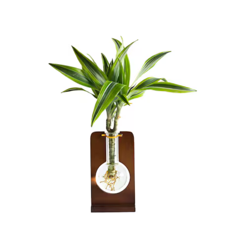 Organic Flask Plant
